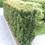 haagplant direct haagplanten buxus